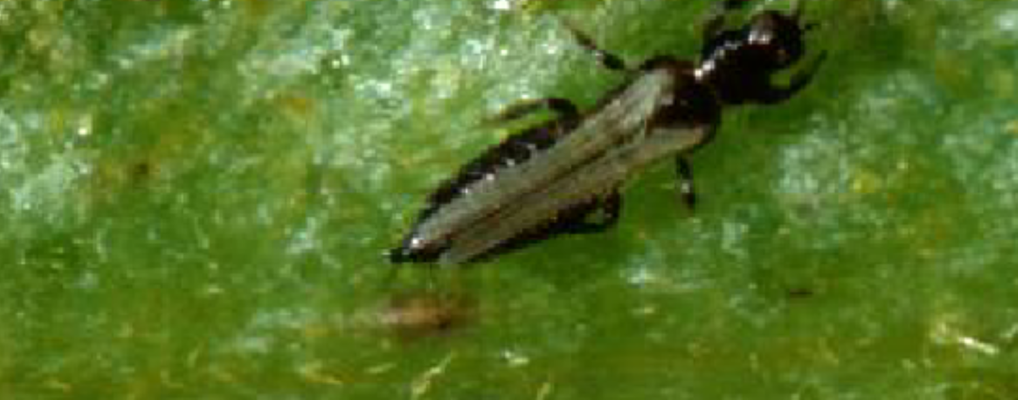 Tomato thrips